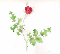f058alive-redrose.jpg