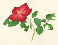f059redrose.jpg