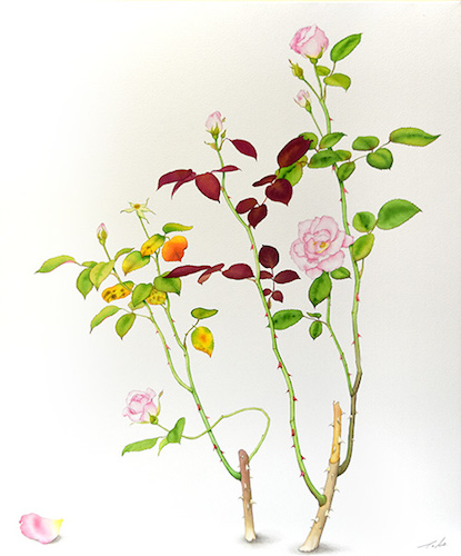 水彩画　古木の新芽・病葉と彩り